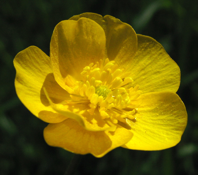 Ranunculus7f