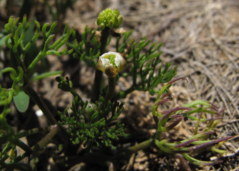 Ranunculus19