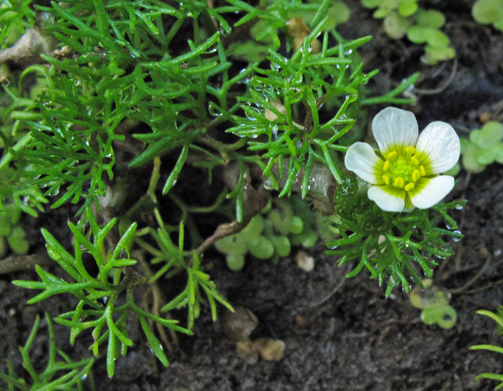 Ranunculus27