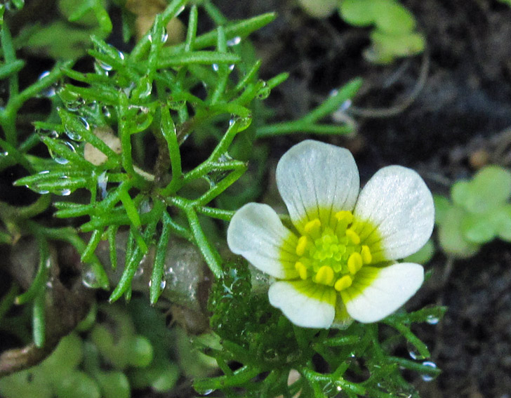 Ranunculus28