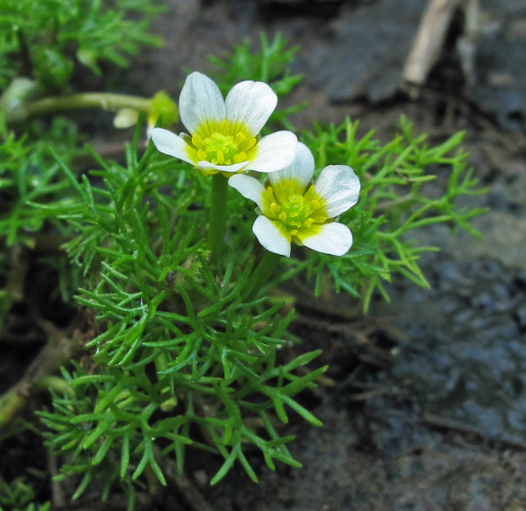 Ranunculus29