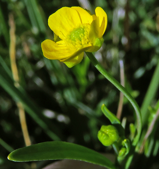 Ranunculus3d