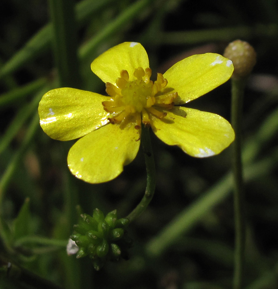 Ranunculus3