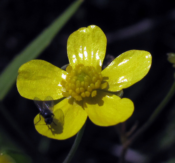 Ranunculus4