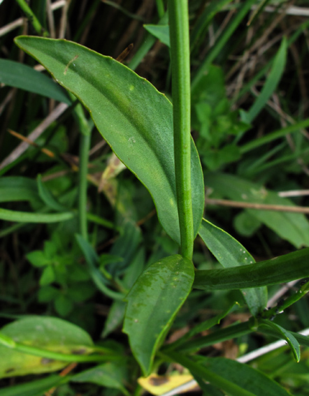 Ranunculus2
