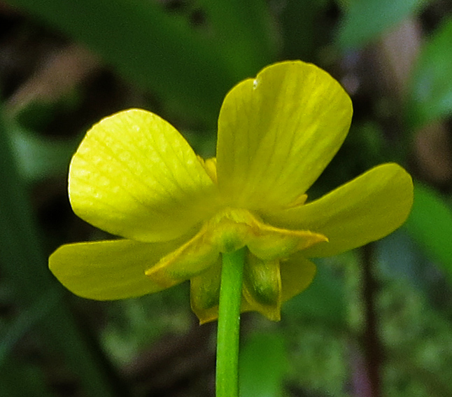 Ranunculus3a