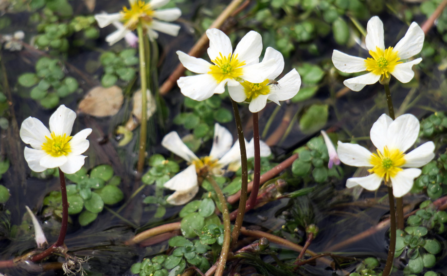 Ranunculus12c