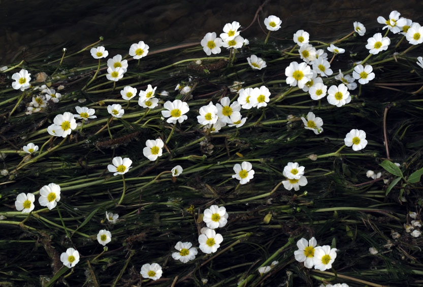 Ranunculus12