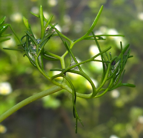 Ranunculus24a