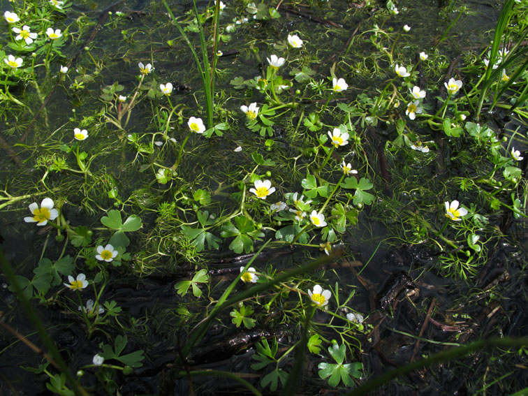 Ranunculus23