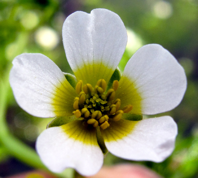 Ranunculus25