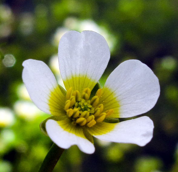 Ranunculus24b