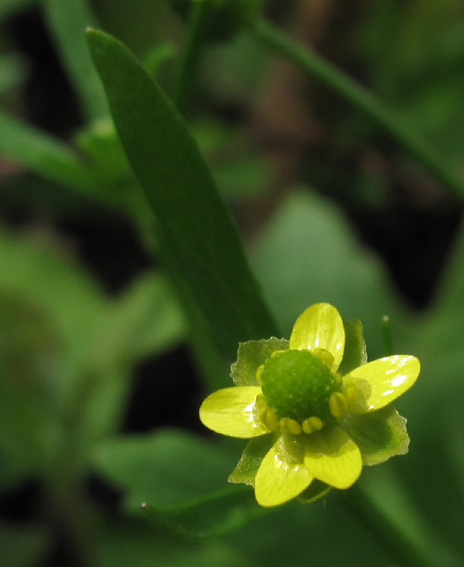 Ranunculus10