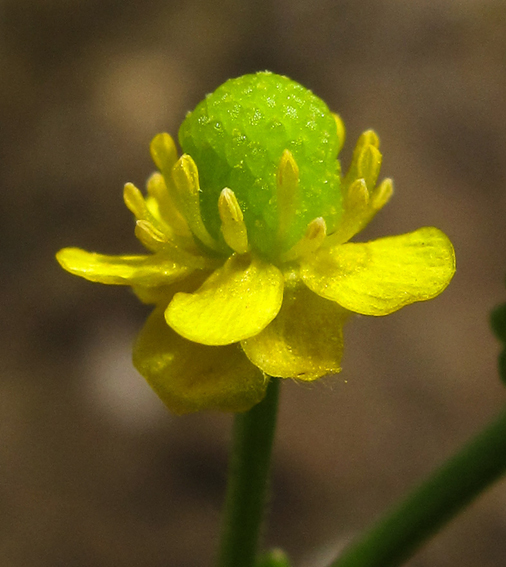 Ranunculus10a0