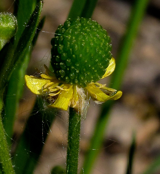 Ranunculus10a
