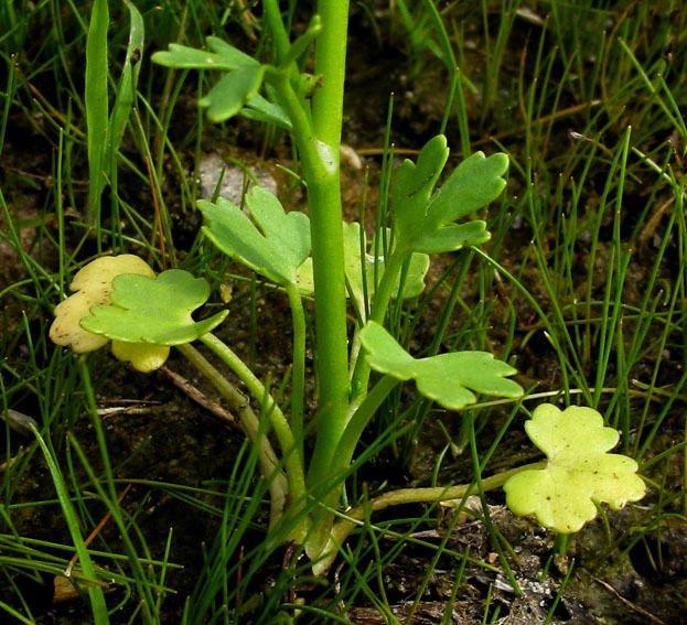 Ranunculus8a