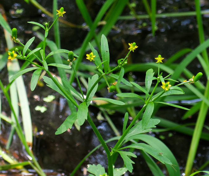 Ranunculus8