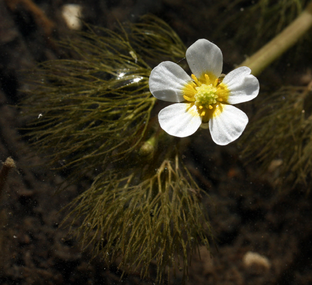 Ranunculus14