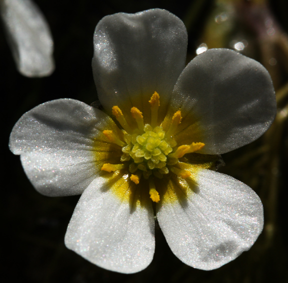 Ranunculus14b