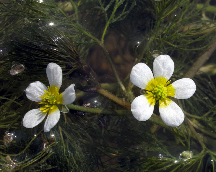 Ranunculus13c