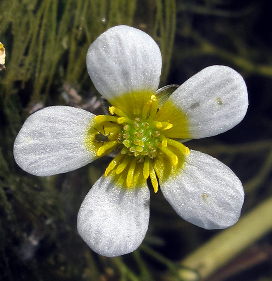 Ranunculus14b1