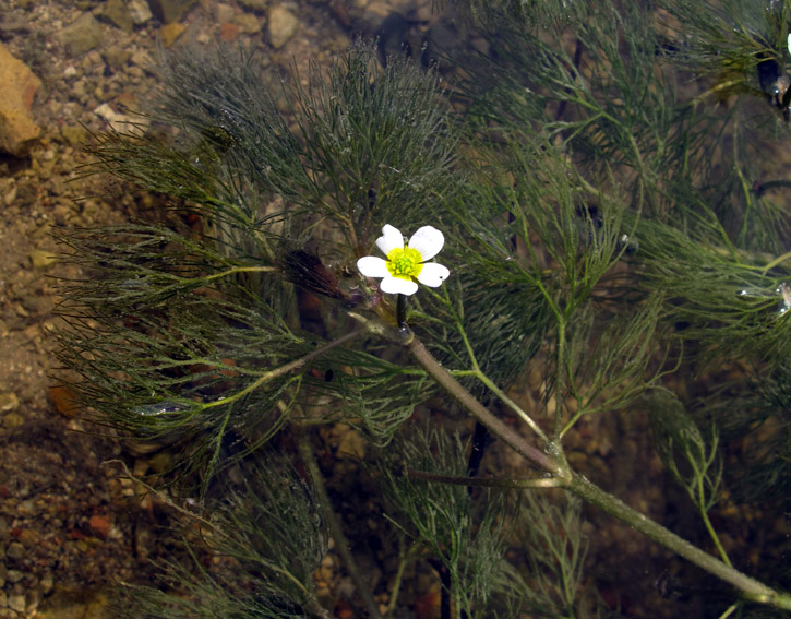 Ranunculus13b