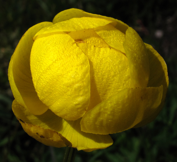 Trollius4