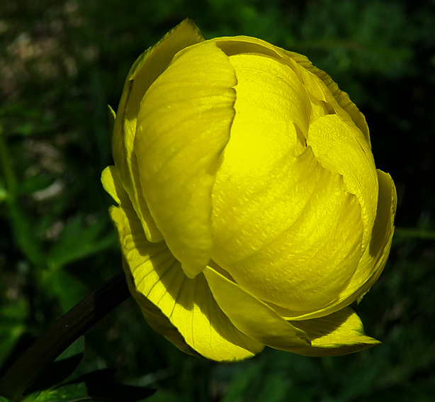 Trollius2b