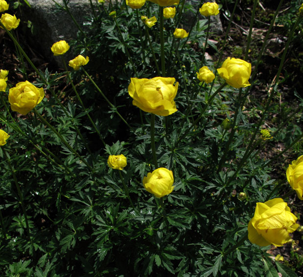 Trollius1