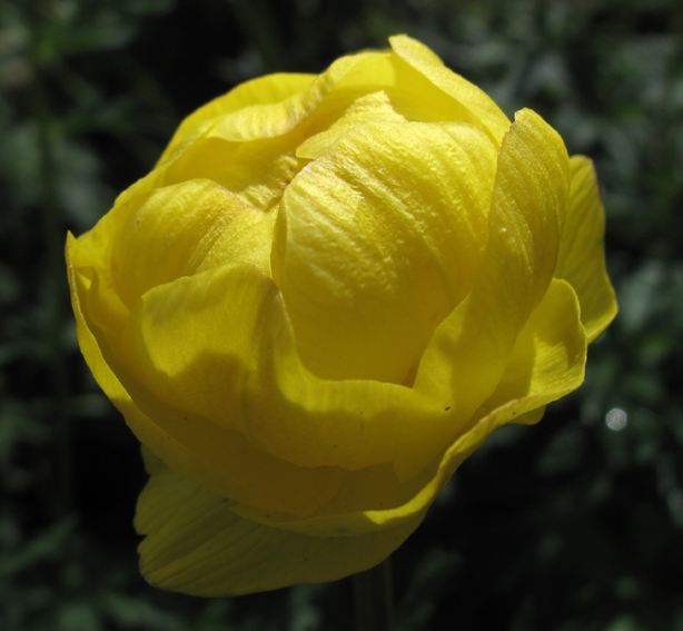 Trollius3