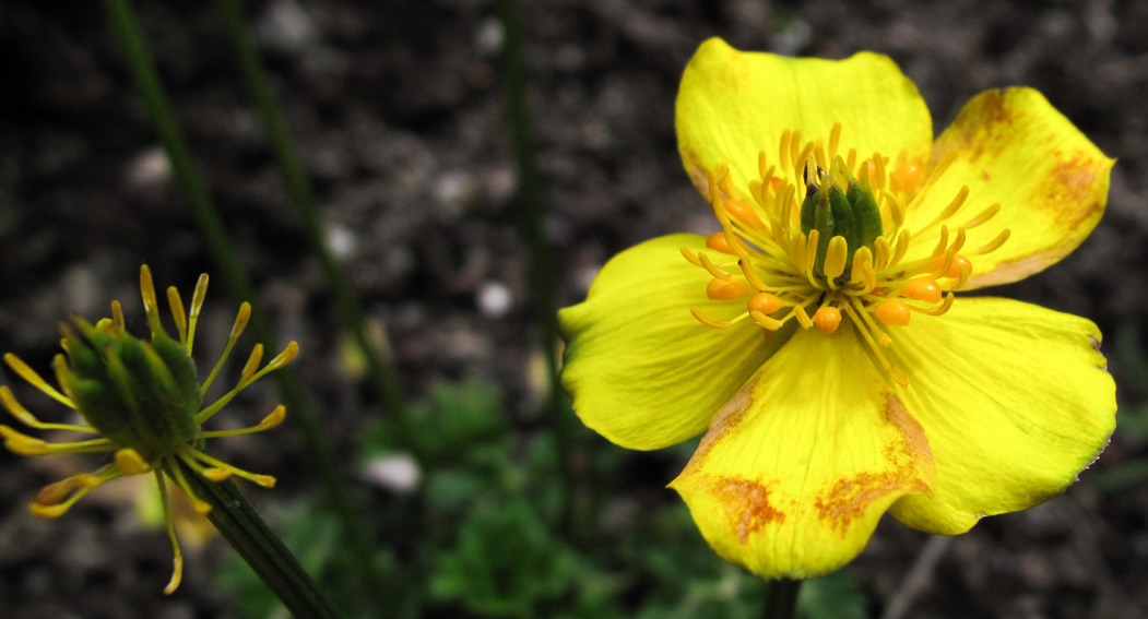 Trollius5