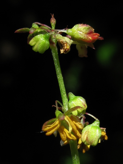 Rumex19