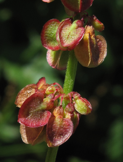 Rumex20