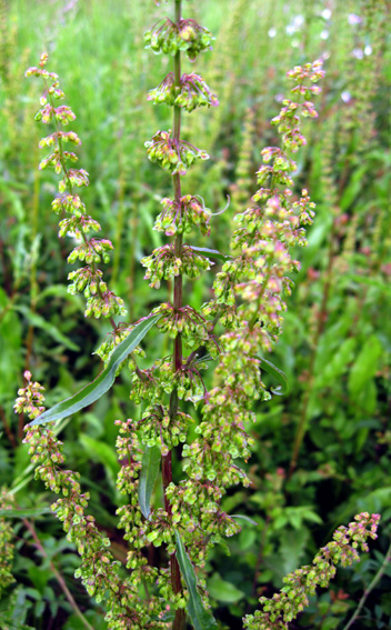 Rumex5