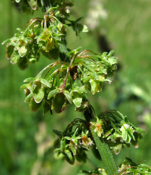 Rumex7