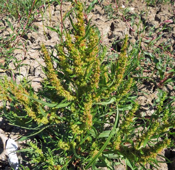 Rumex26