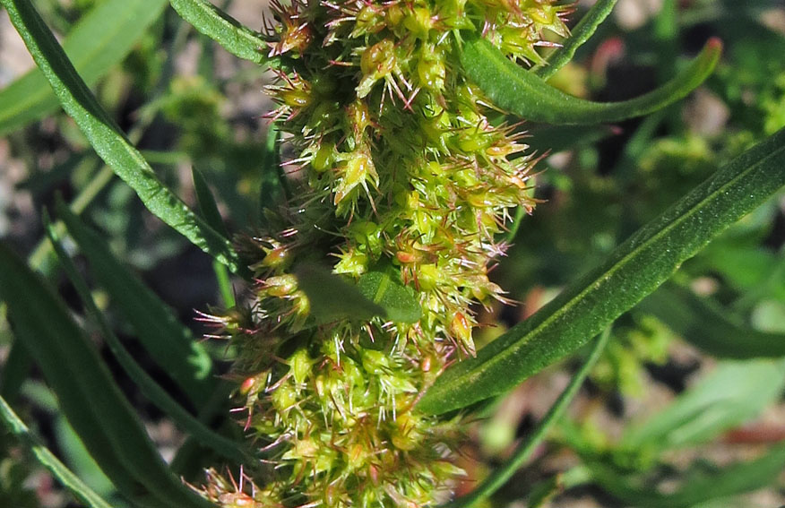 Rumex30