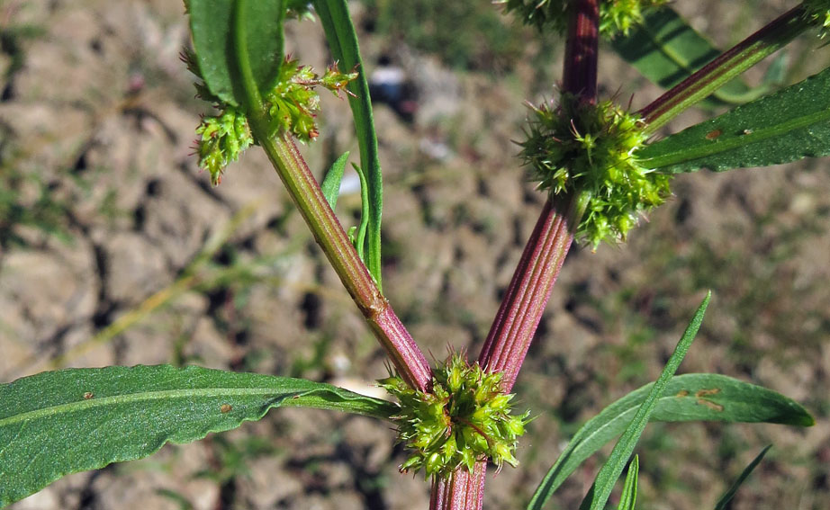 Rumex29