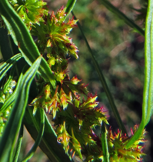 Rumex31