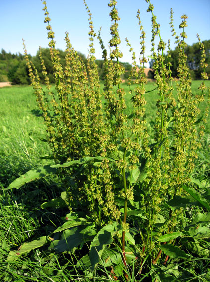 Rumex9