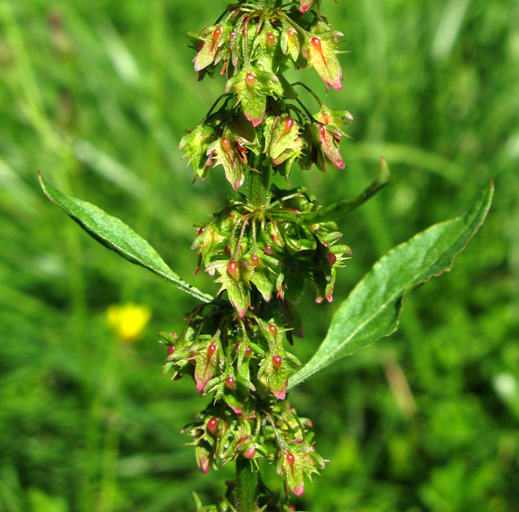 Rumex11