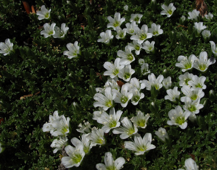 Arenaria3