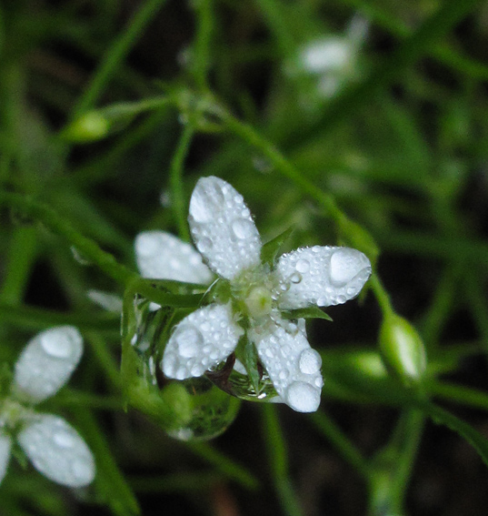 Moehringia6