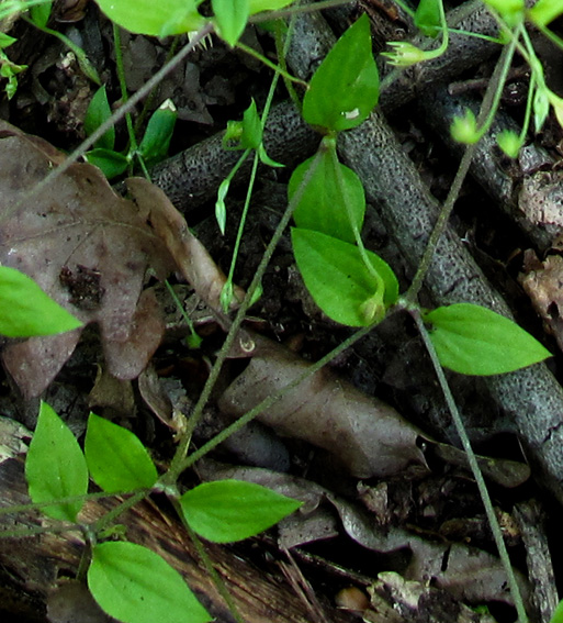 Moehringia2