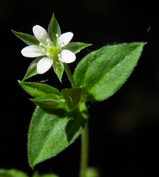 Moehringia3c