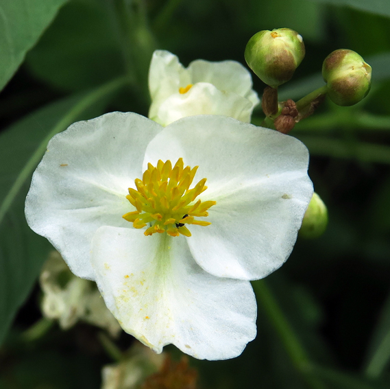 Sagittaria5b