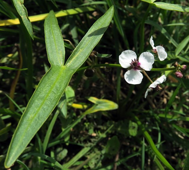 Sagittaria3