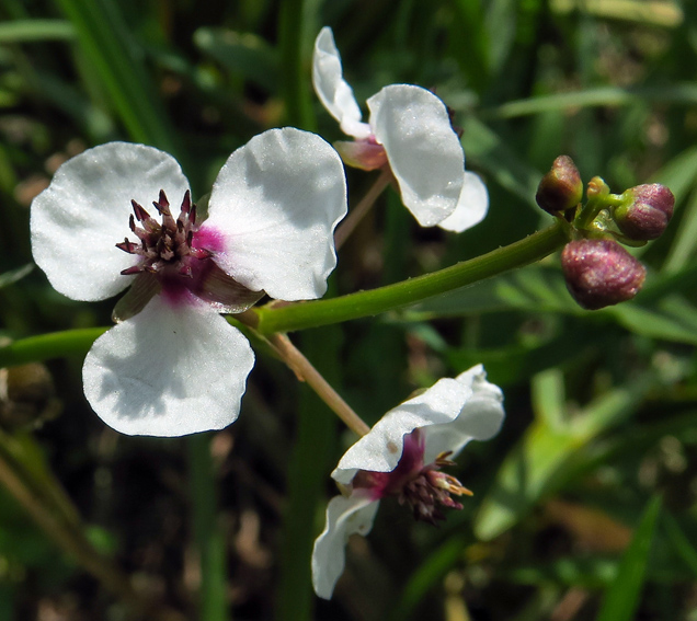 Sagittaria4c