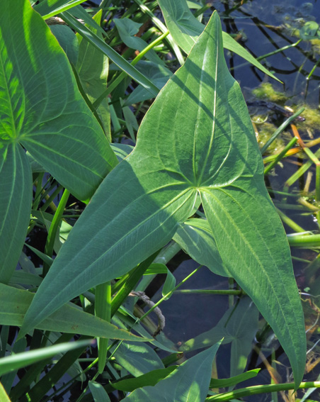 Sagittaria2a