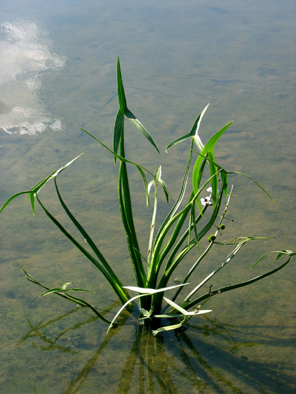 Sagittaria1